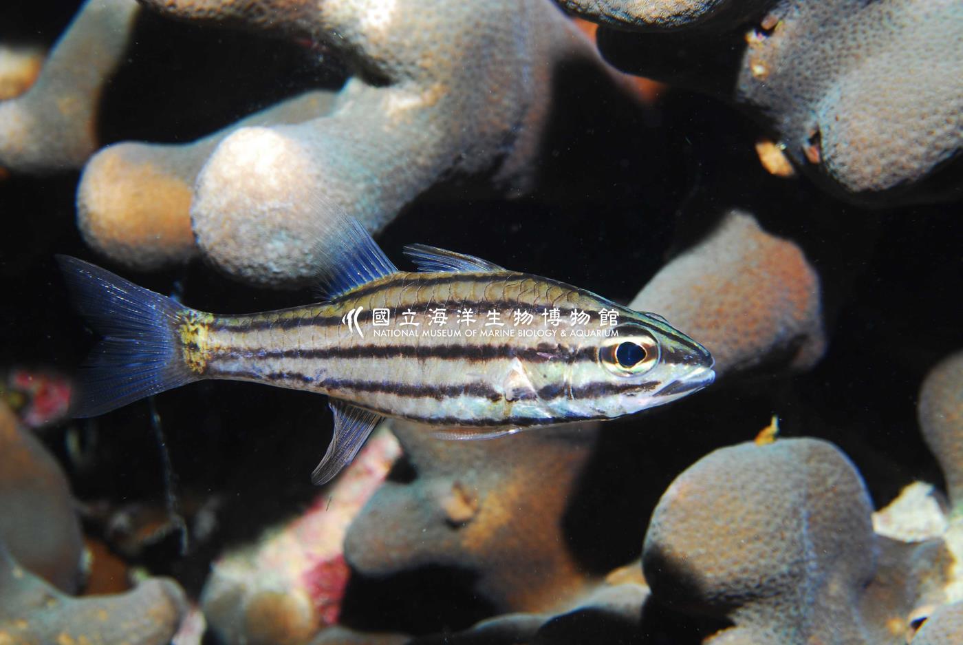 五線巨齒天竺鯛