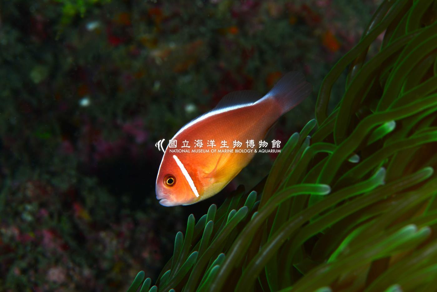 粉紅海葵魚