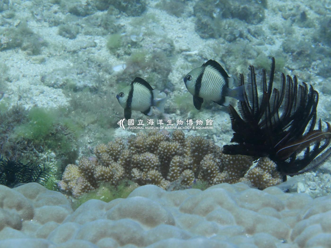 網紋圓雀鯛