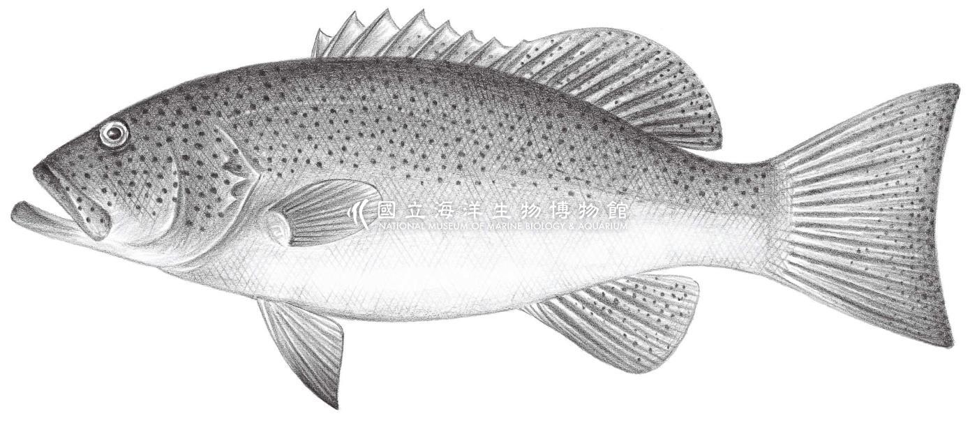 1077. 豹紋棘鰓鱸 Plectropomus leopardus (Lacépède, 1802)