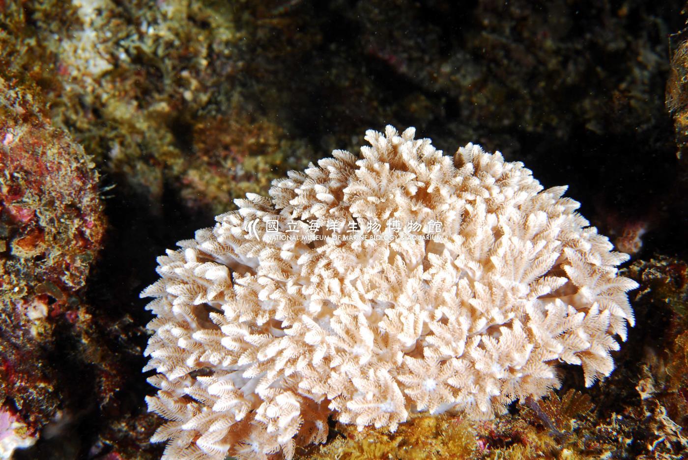 羽珊瑚
