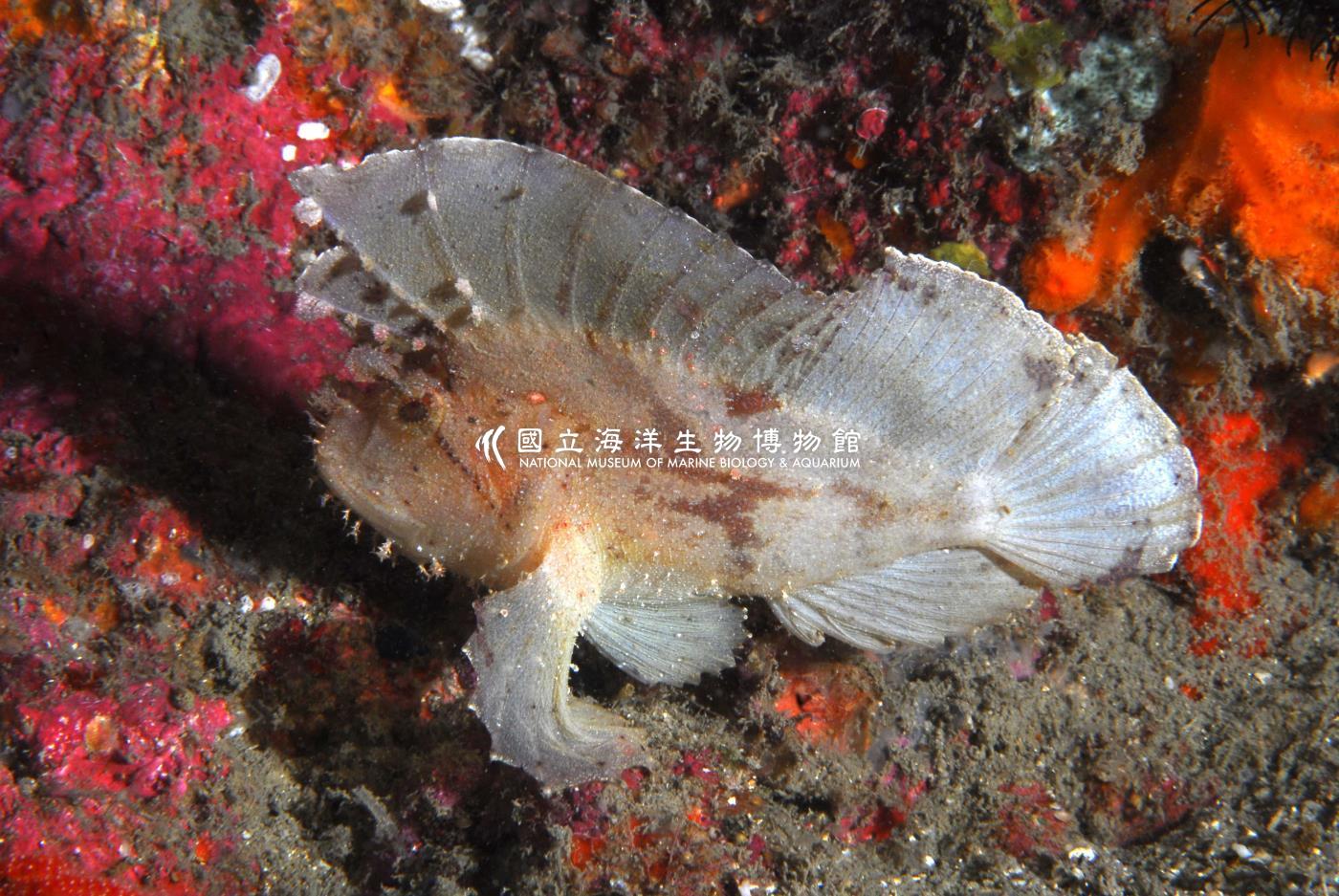 三棘高身鮋
