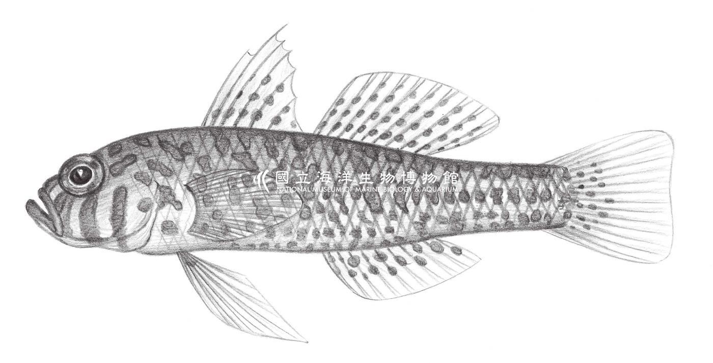 2201. 沖繩磨鰕虎 Trimma okinawae (Aoyagi, 1949)