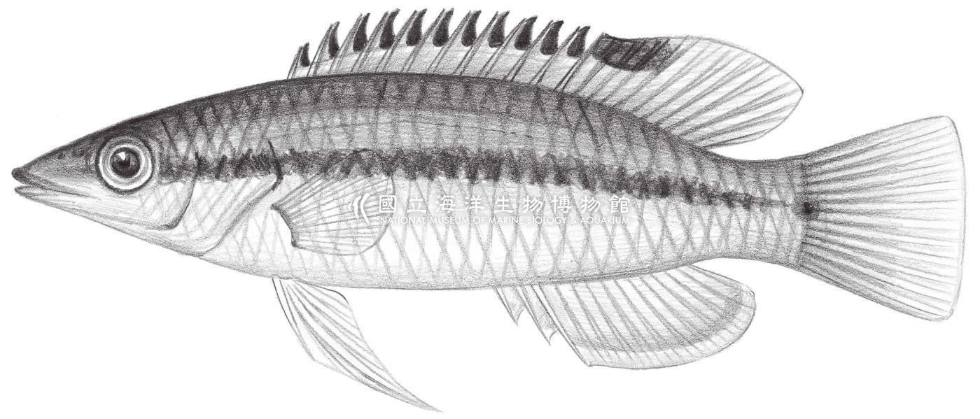 1739. 絲鰭狐鯛 Bodianus thoracotaeniatus Yamamoto, 1982