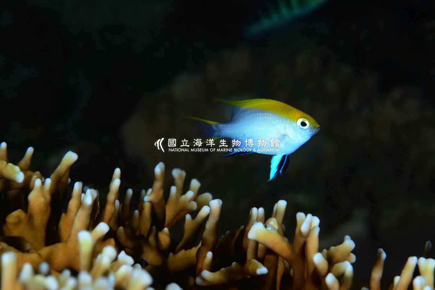 黑副雀鯛