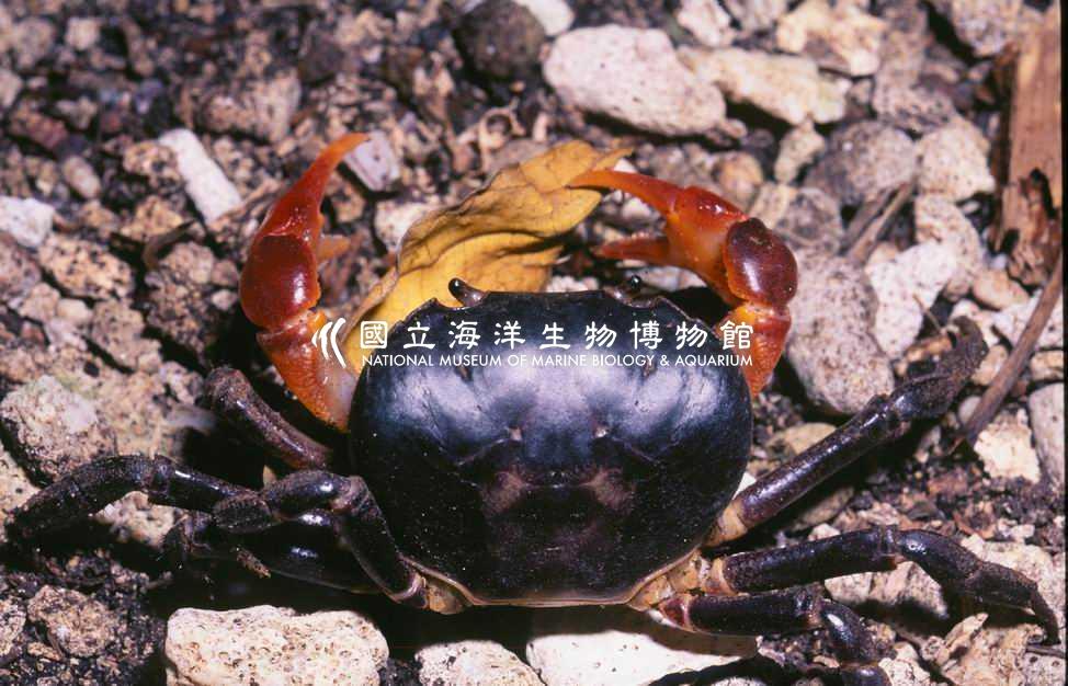 顯赫表方蟹