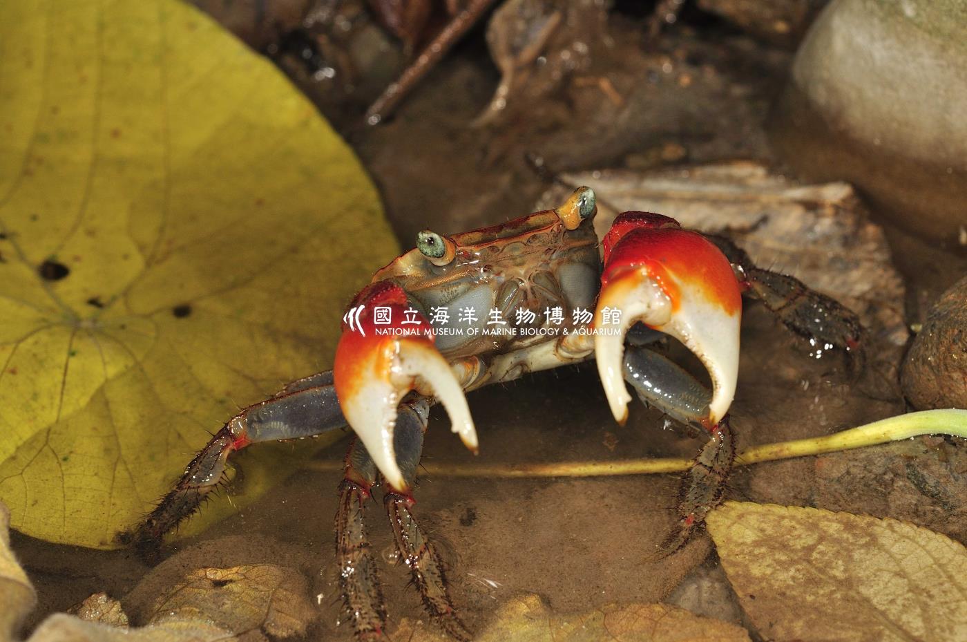 紅螯螳臂蟹Chiromantes haematocheir