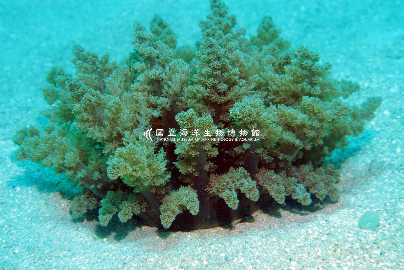照片