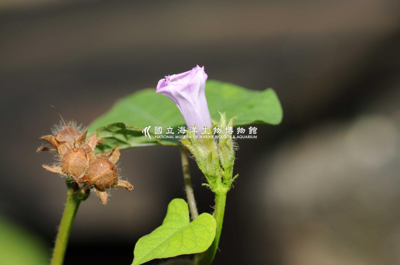 野牽牛