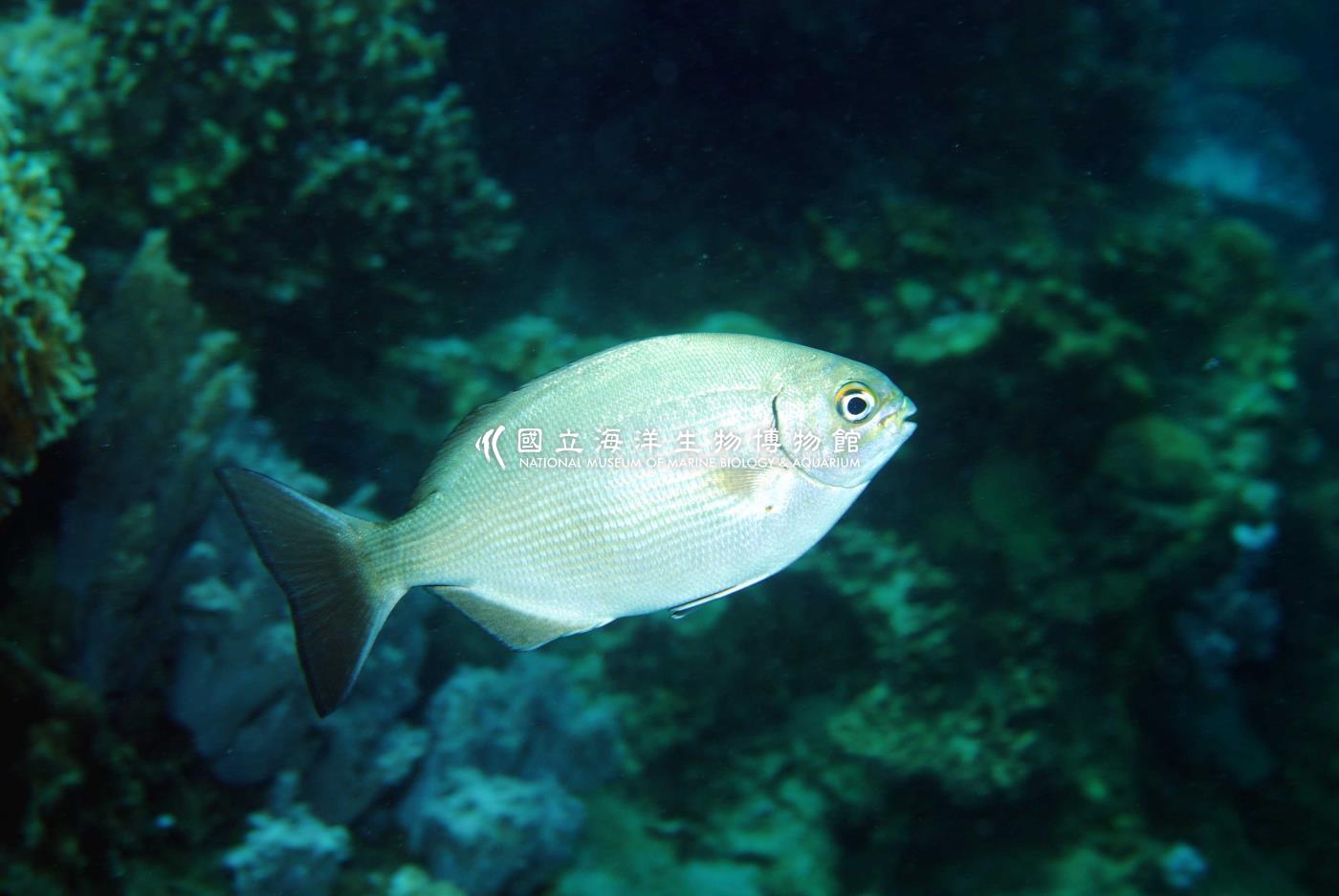 南方舵魚