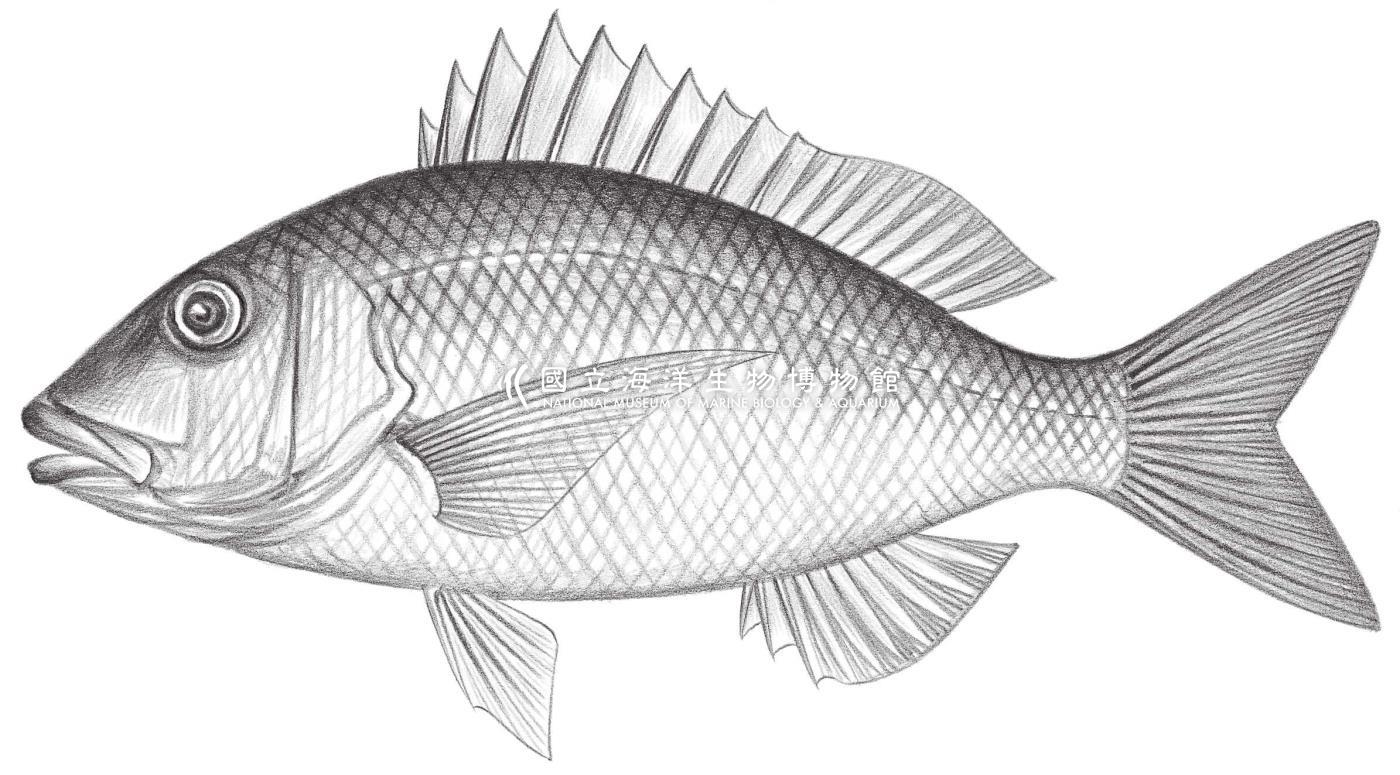1325. 葉唇笛鯛 Lipocheilus carnolabrum (Chan, 1970)