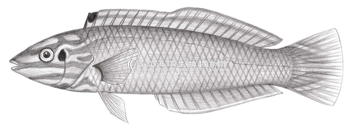 1768. 黃海豬魚 Halichoeres chrysus Randall, 1981