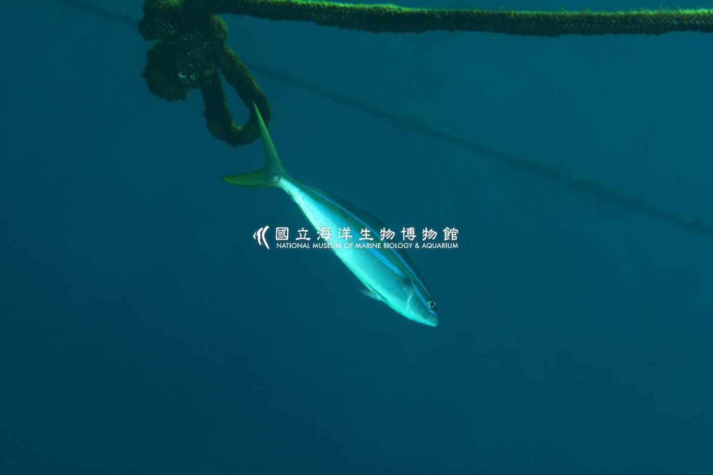 雙帶鰺