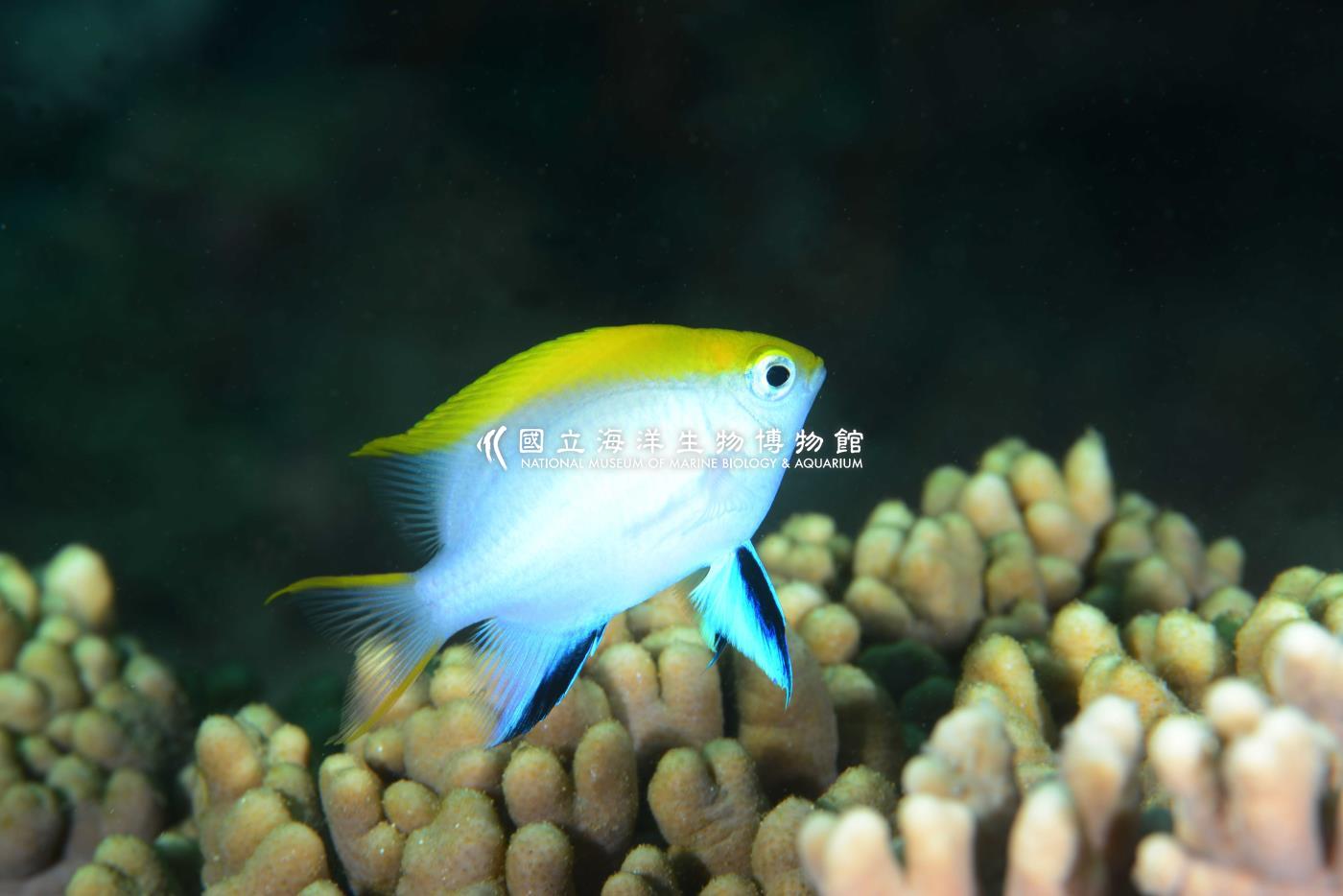 黑副雀鯛