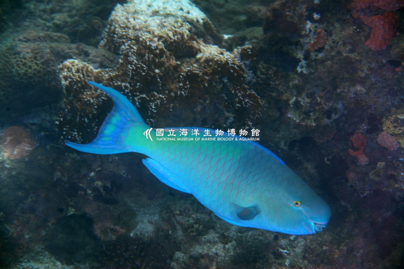 紅紫鸚哥魚