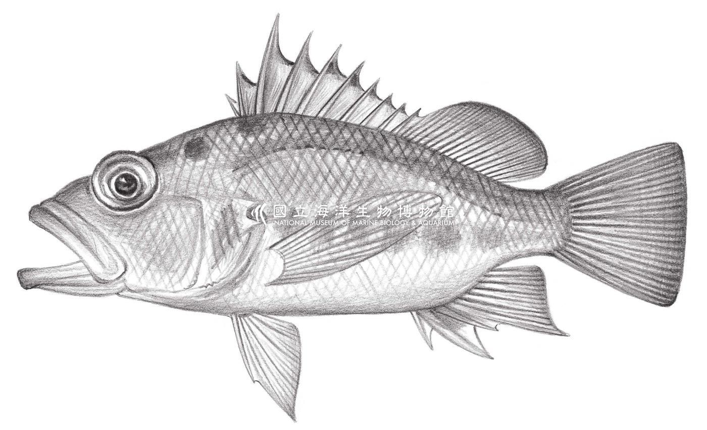 1072. 沈氏棘花鮨 Plectranthias sheni Chen & Shao, 2002