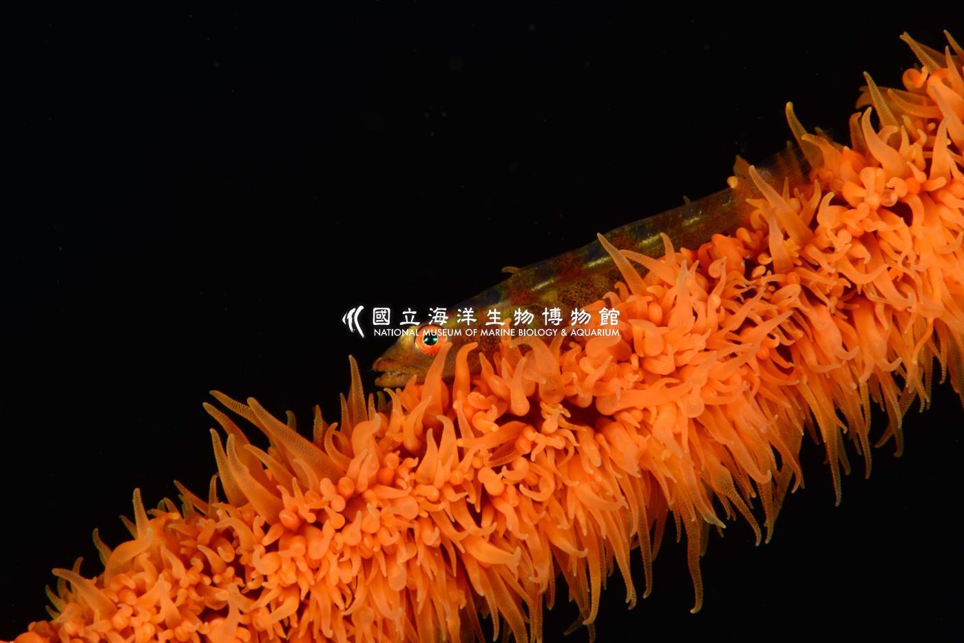 頦突珊瑚鰕虎