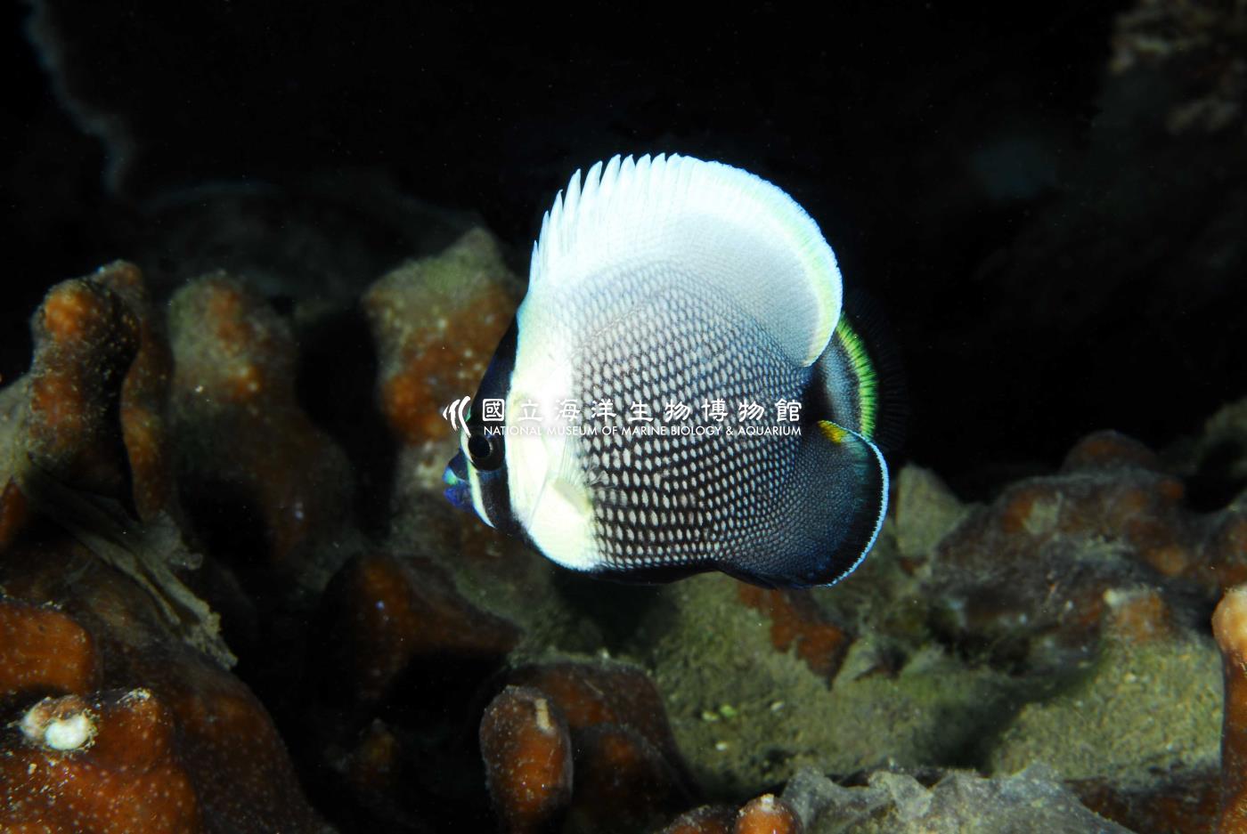網紋蝴蝶魚