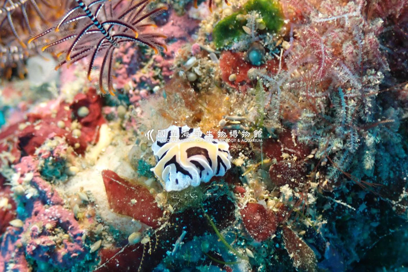 照片