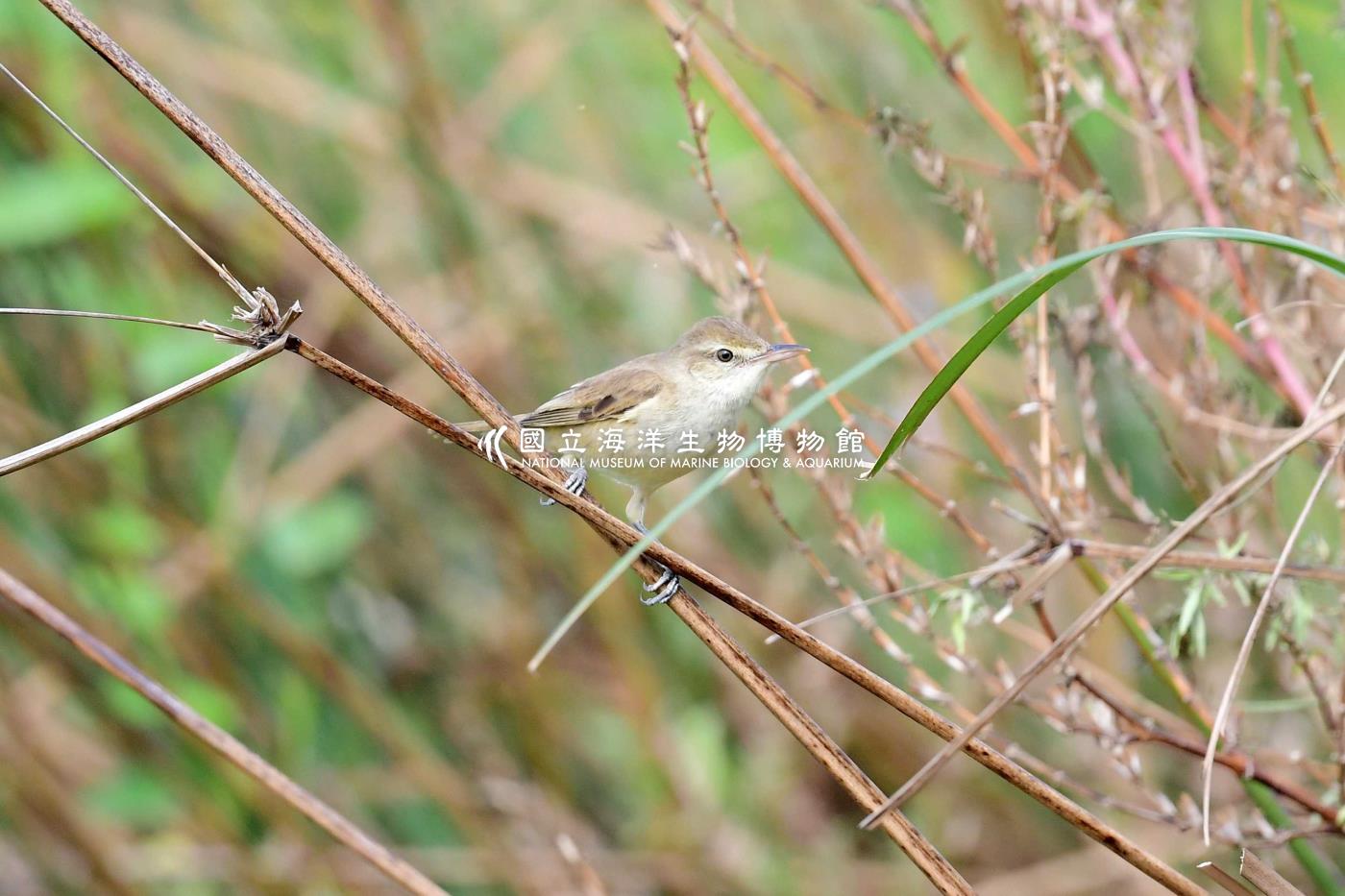 大葦鶯