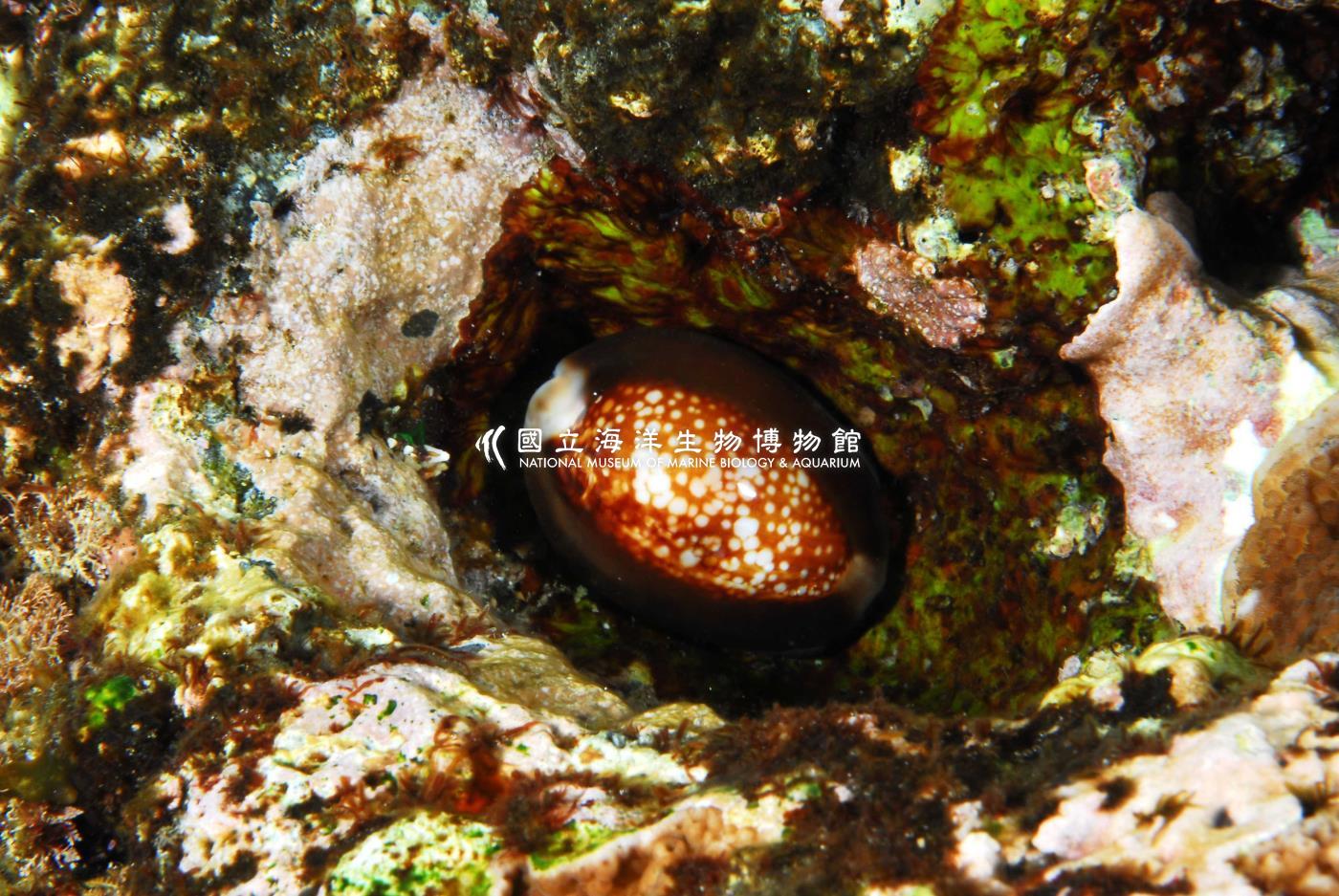 照片