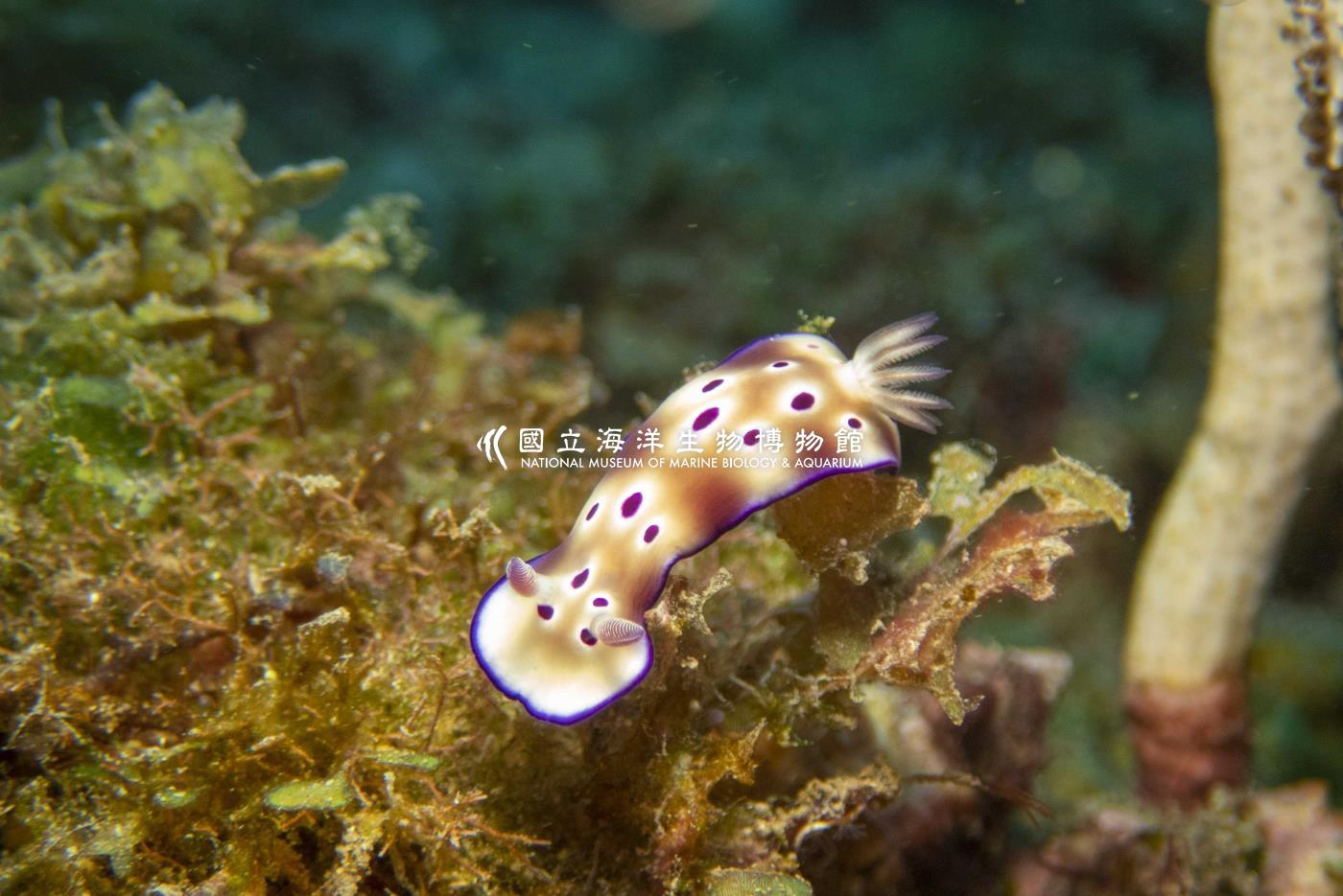 崔恩多彩海蛞蝓
