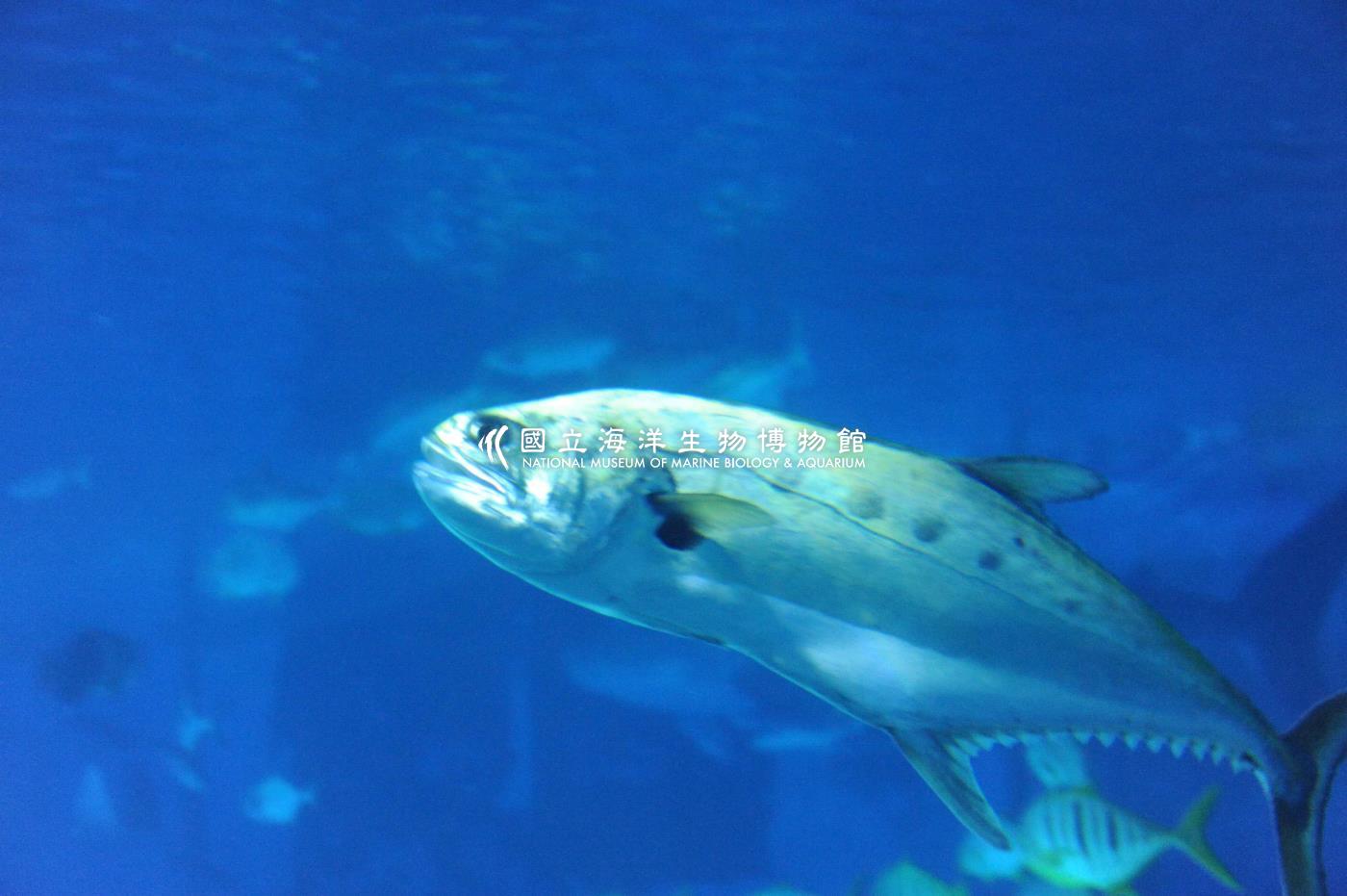 海生館大洋池生物