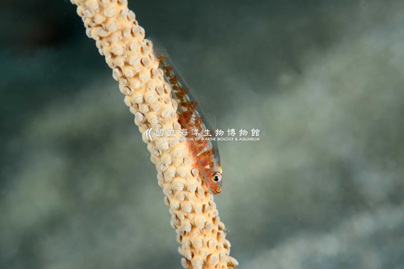 寬鰓珊瑚鰕虎