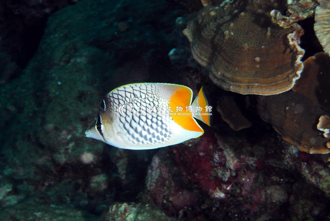 紅尾蝴蝶魚