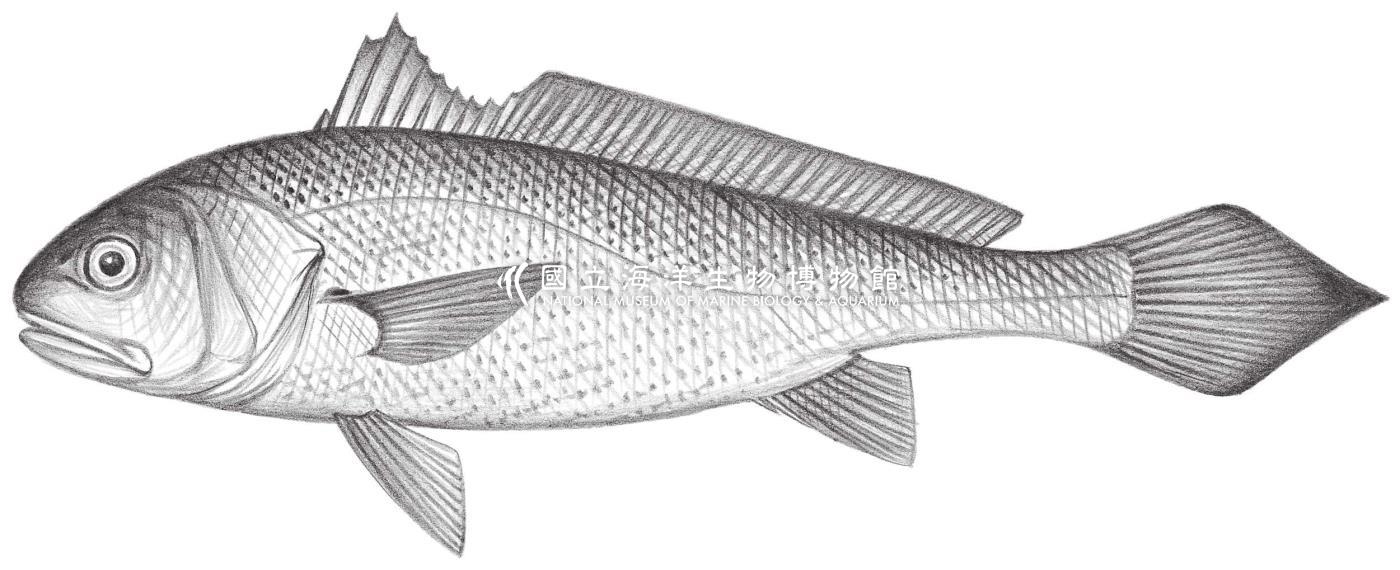 1471. 大黃魚 Larimichthys crocea (Richardson, 1846)