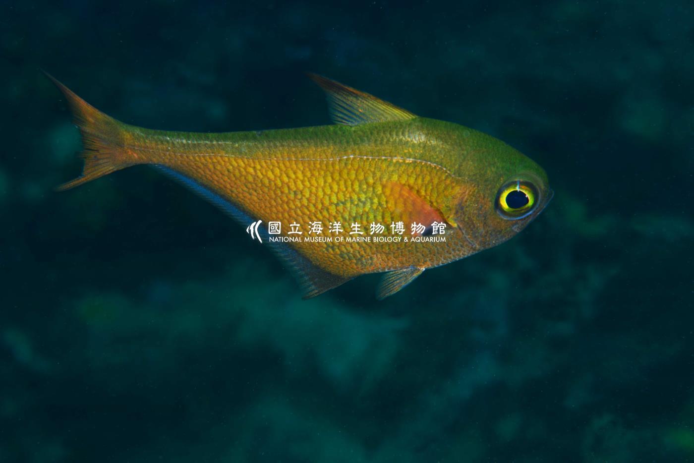 烏伊蘭擬金眼鯛