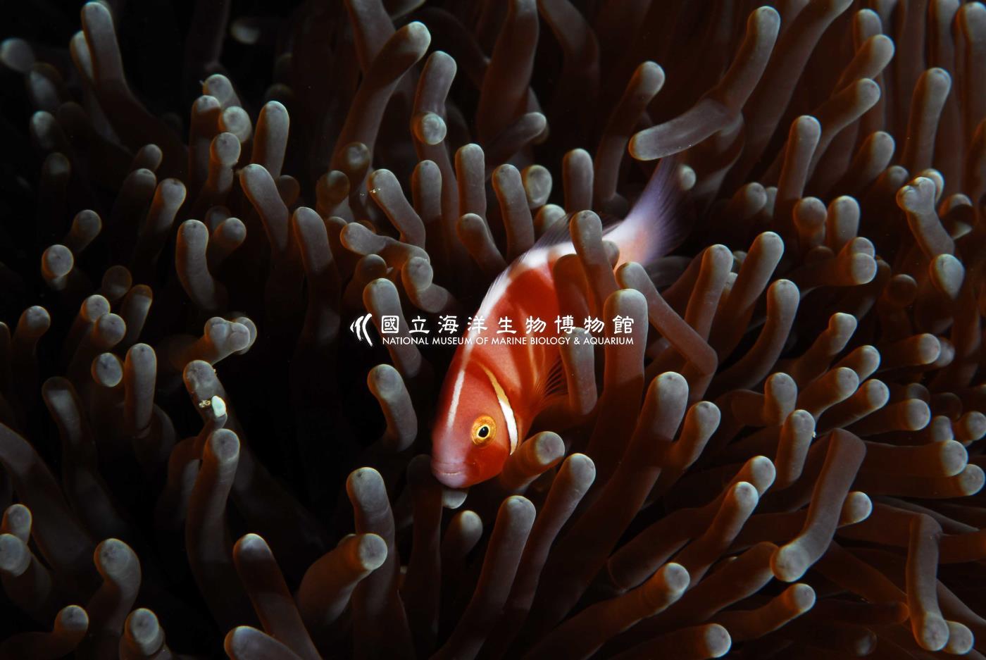 粉紅海葵魚