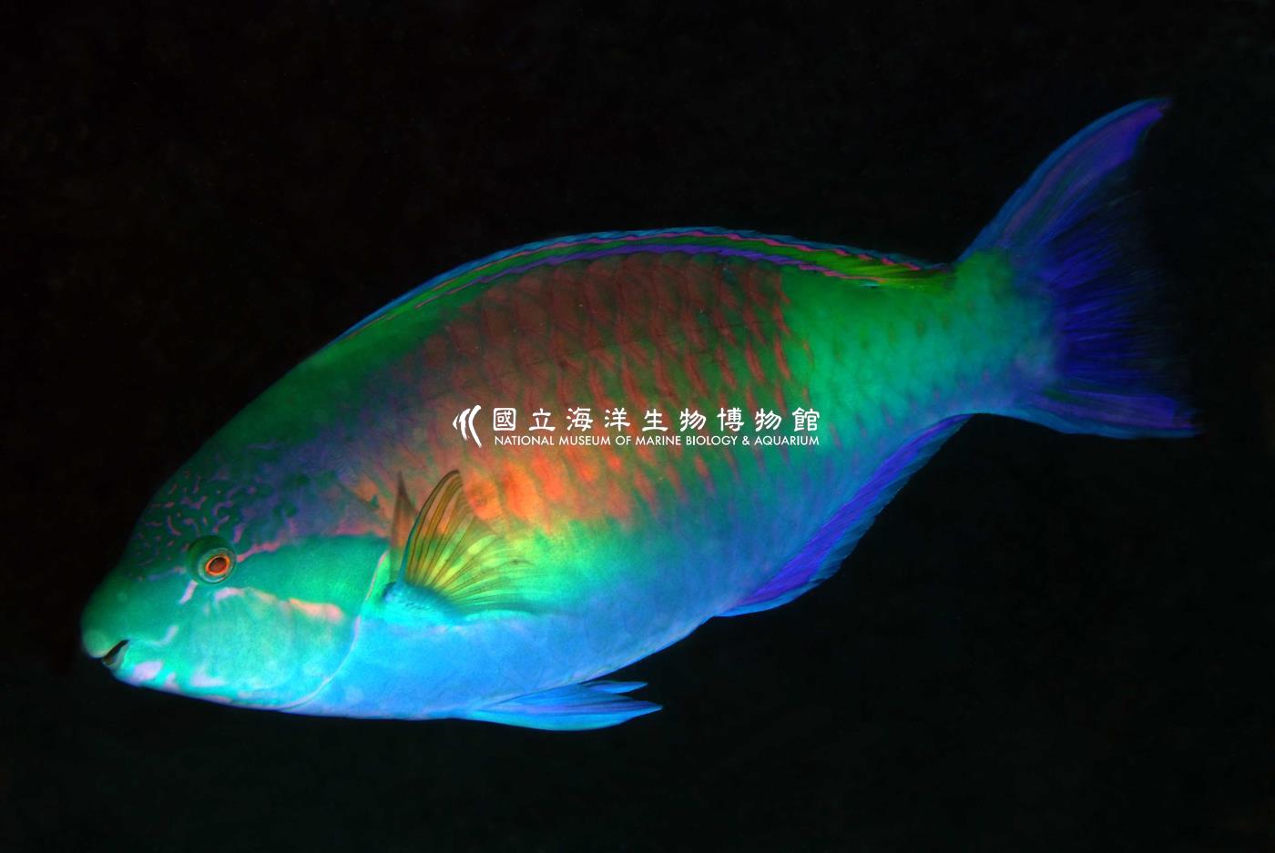 照片