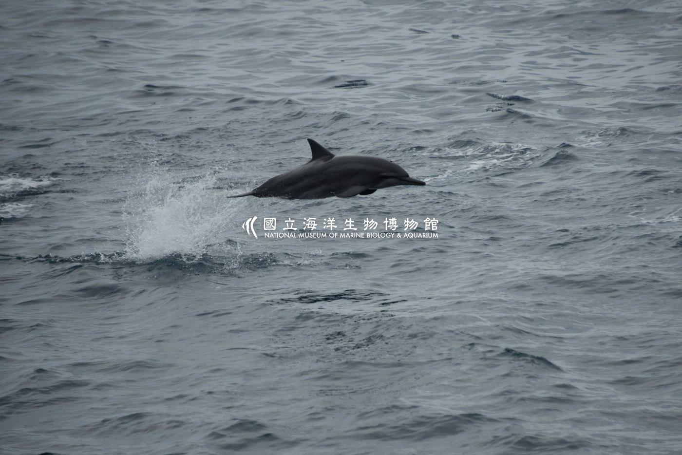 飛旋海豚