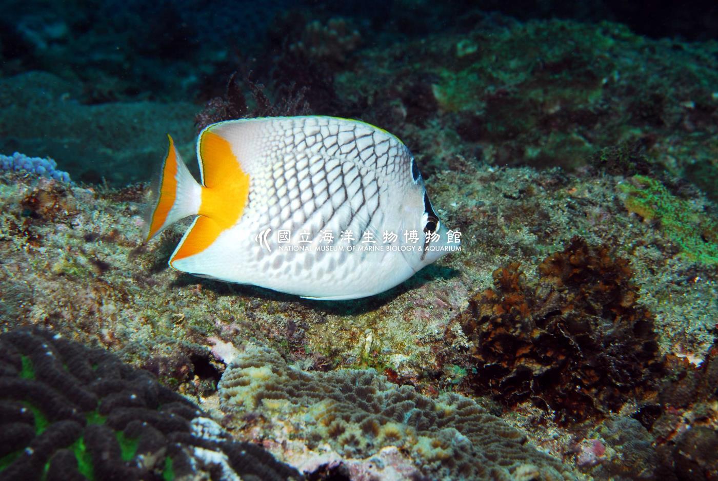 紅尾蝴蝶魚