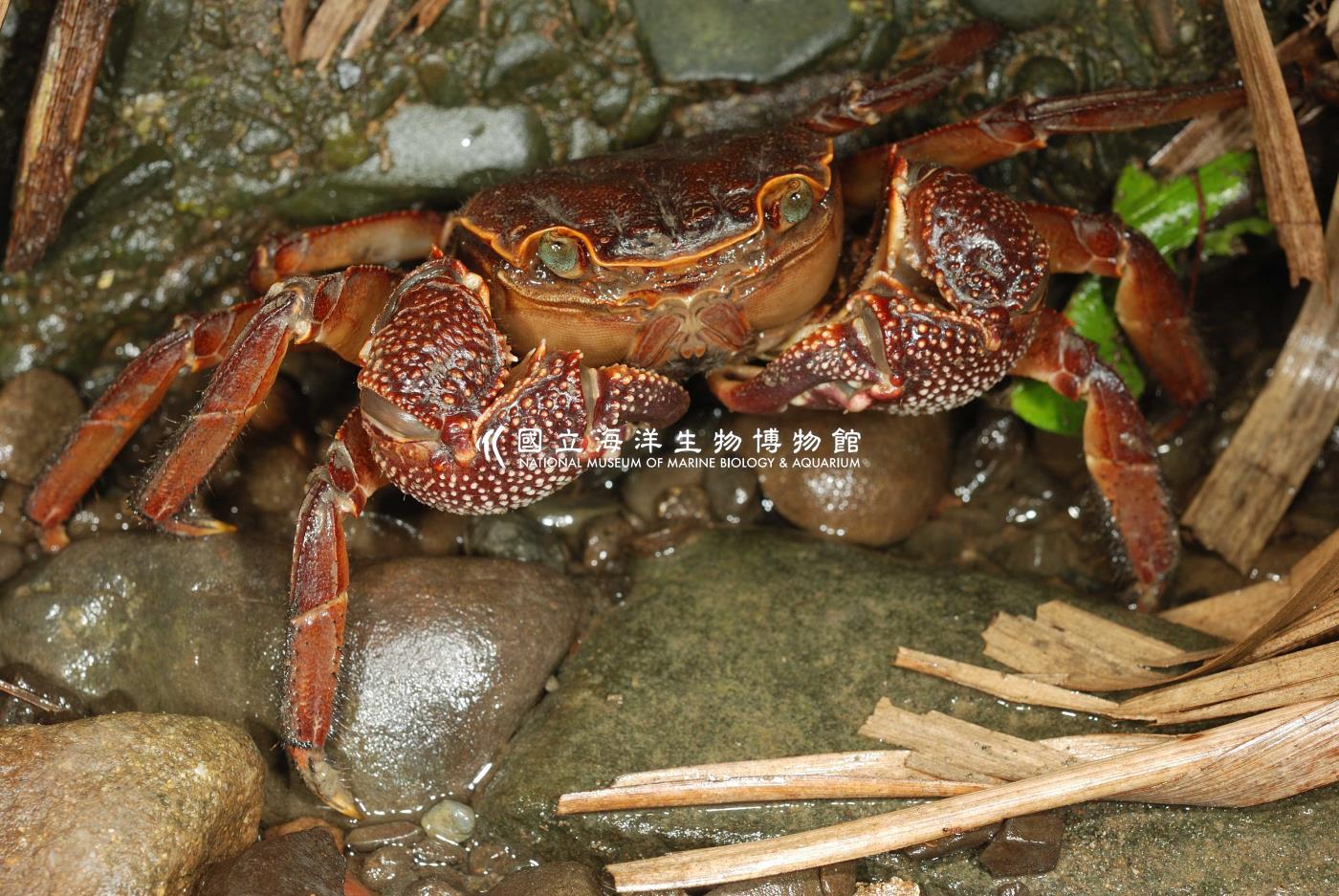 印痕仿相手蟹Sesarmops impressum