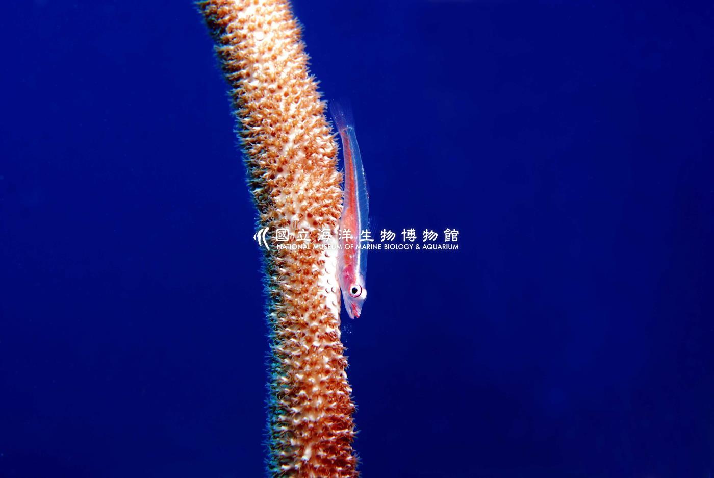 頦突珊瑚鰕虎