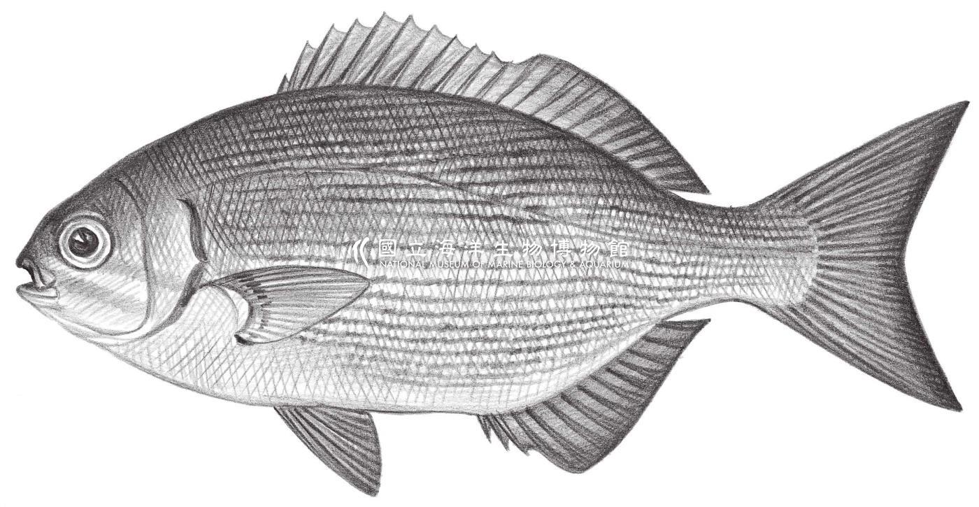 1511. 雙峰 Kyphosus biggibus Lacépède, 1801