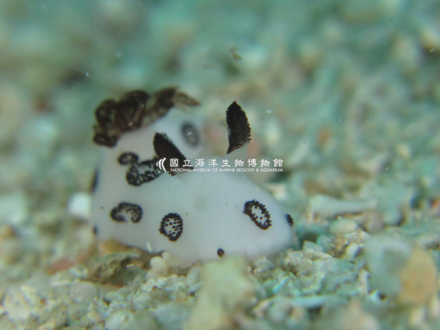 煙囪盤海蛞蝓