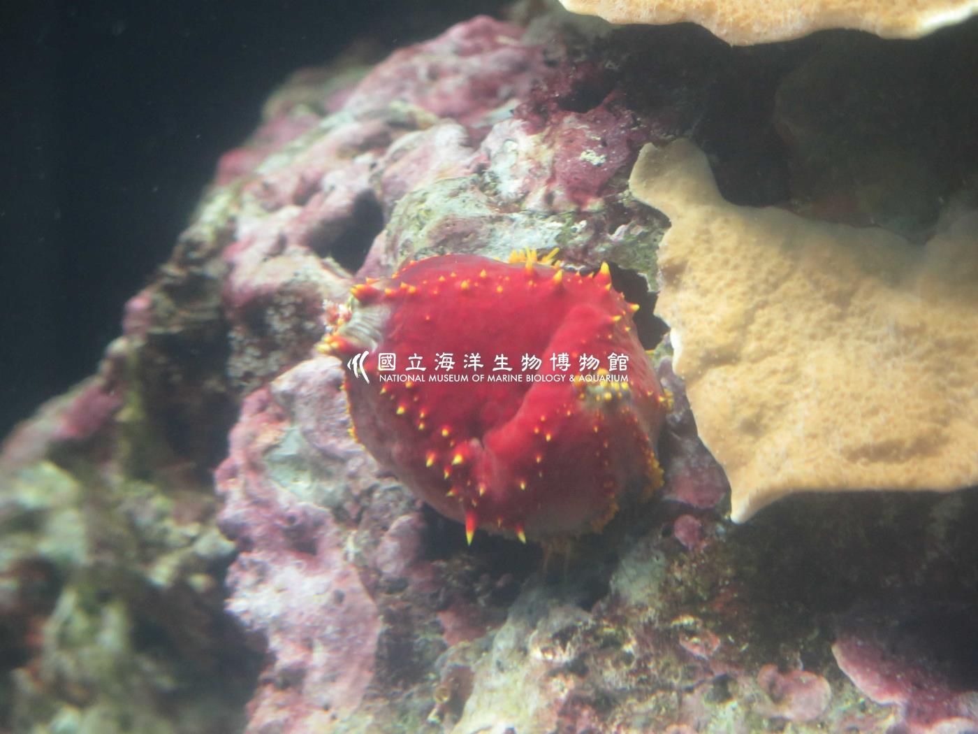 紫偽翼手參