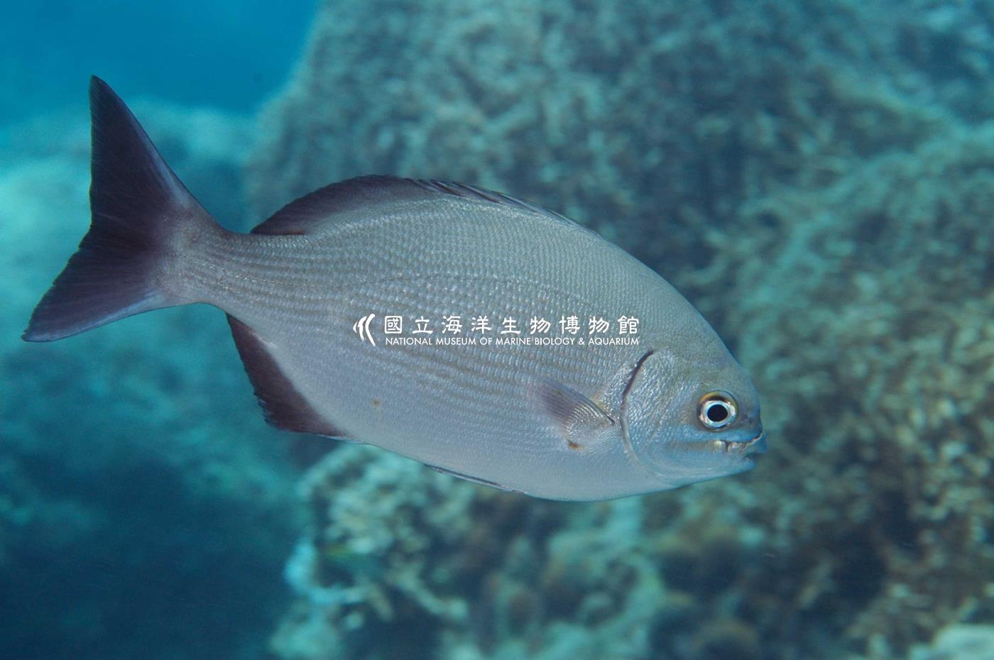 南方舵魚