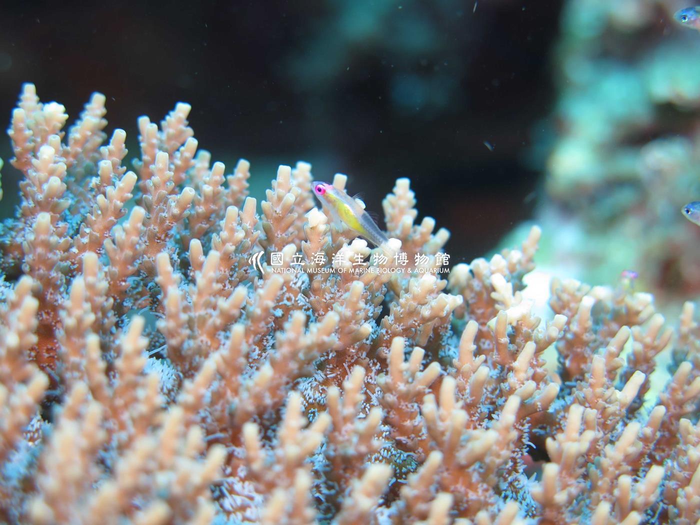 漂遊珊瑚鰕虎
