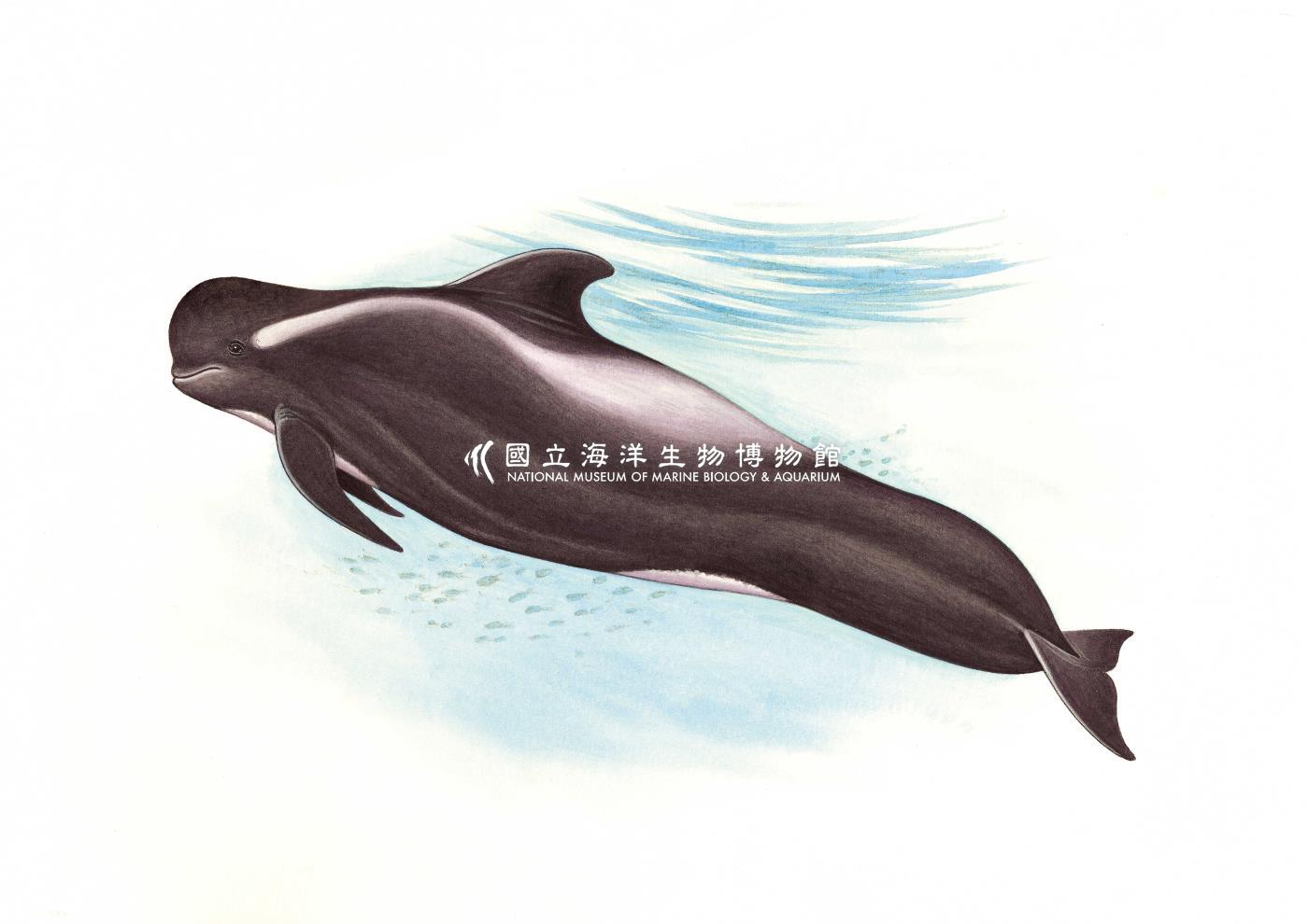 海生館多媒體影音ICMP-中文網-多媒體檢索