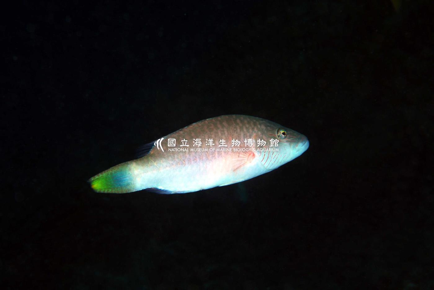 單帶尖唇魚