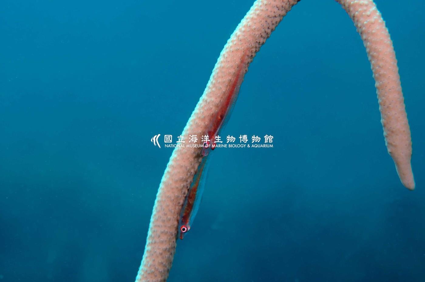 頦突珊瑚鰕虎