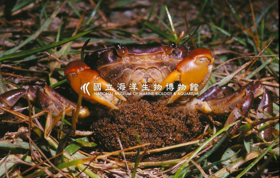顯赫表方蟹