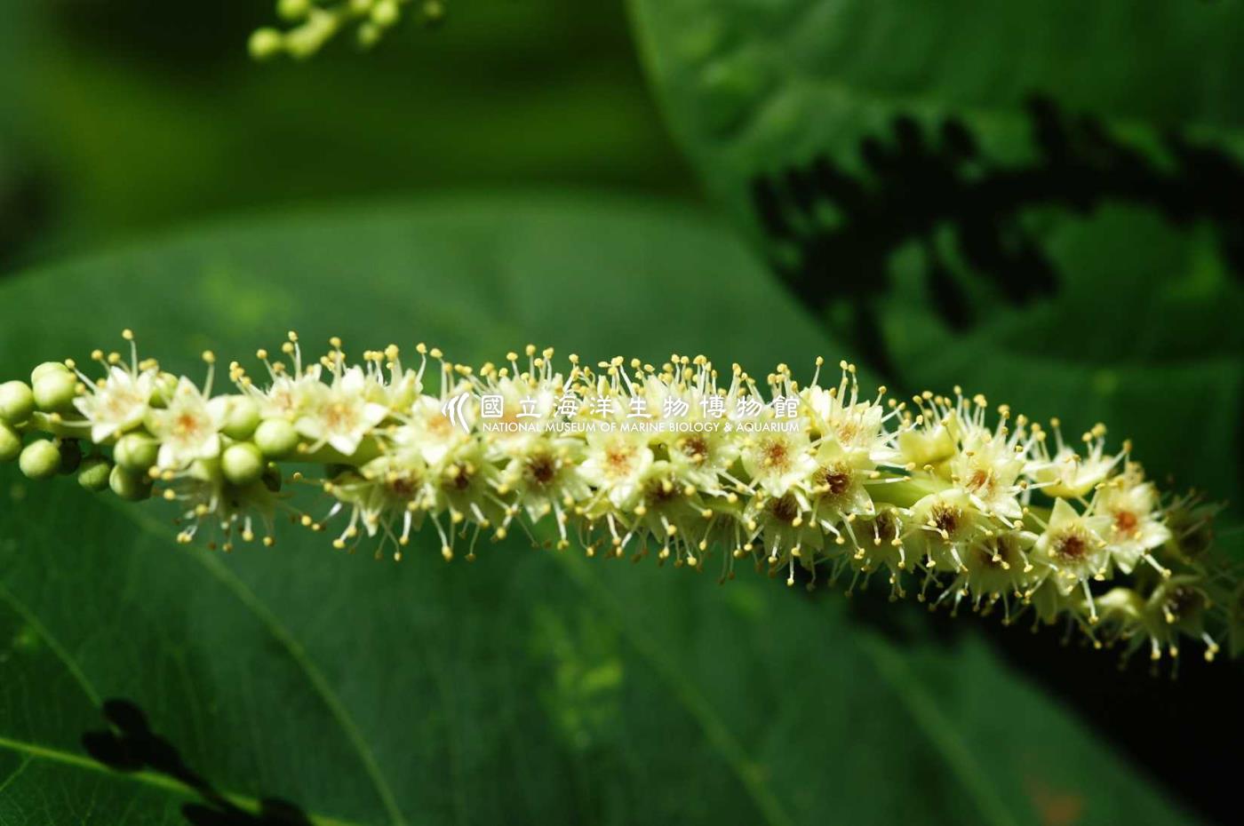 欖仁花