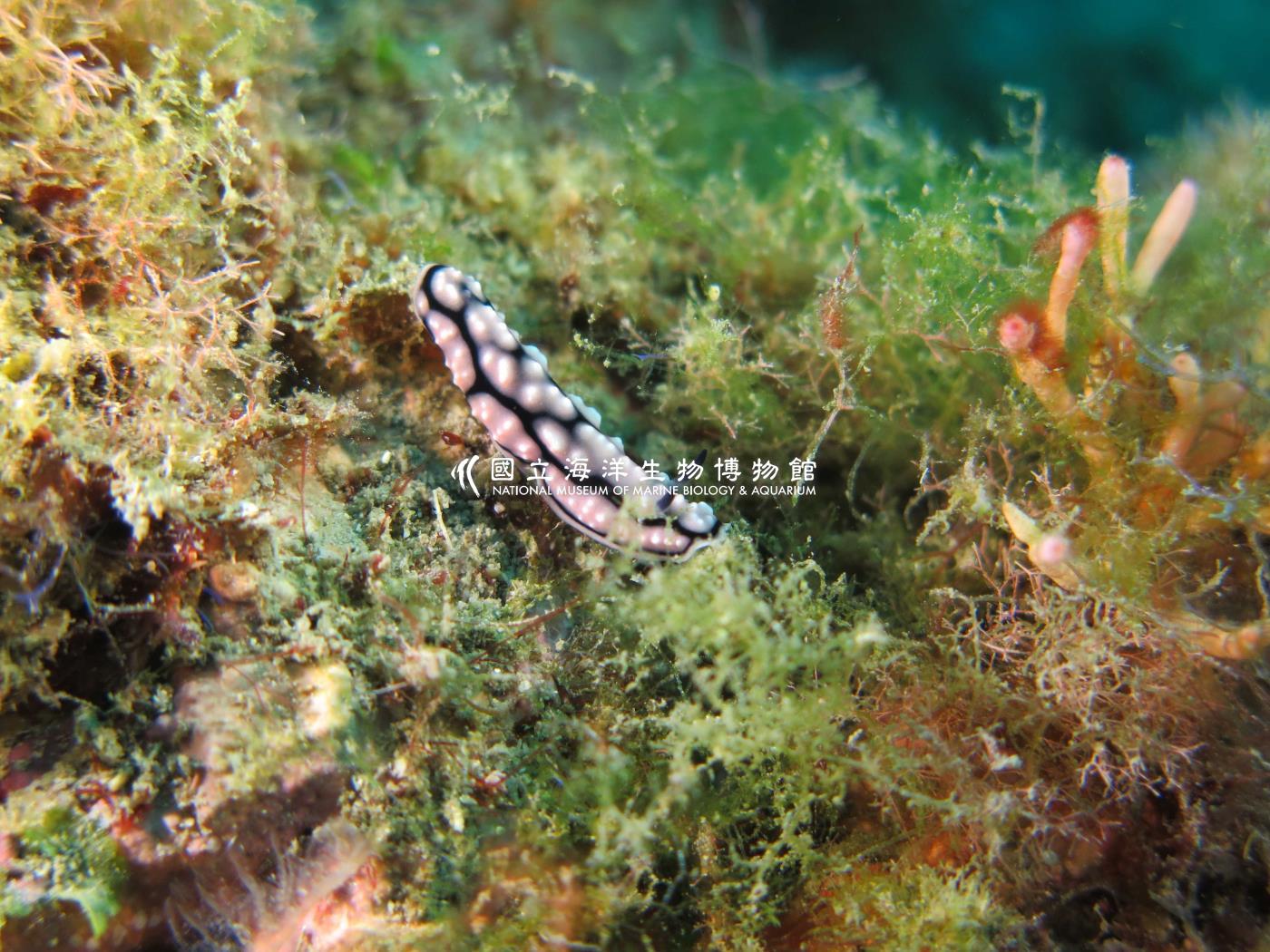 環紋葉海蛞蝓