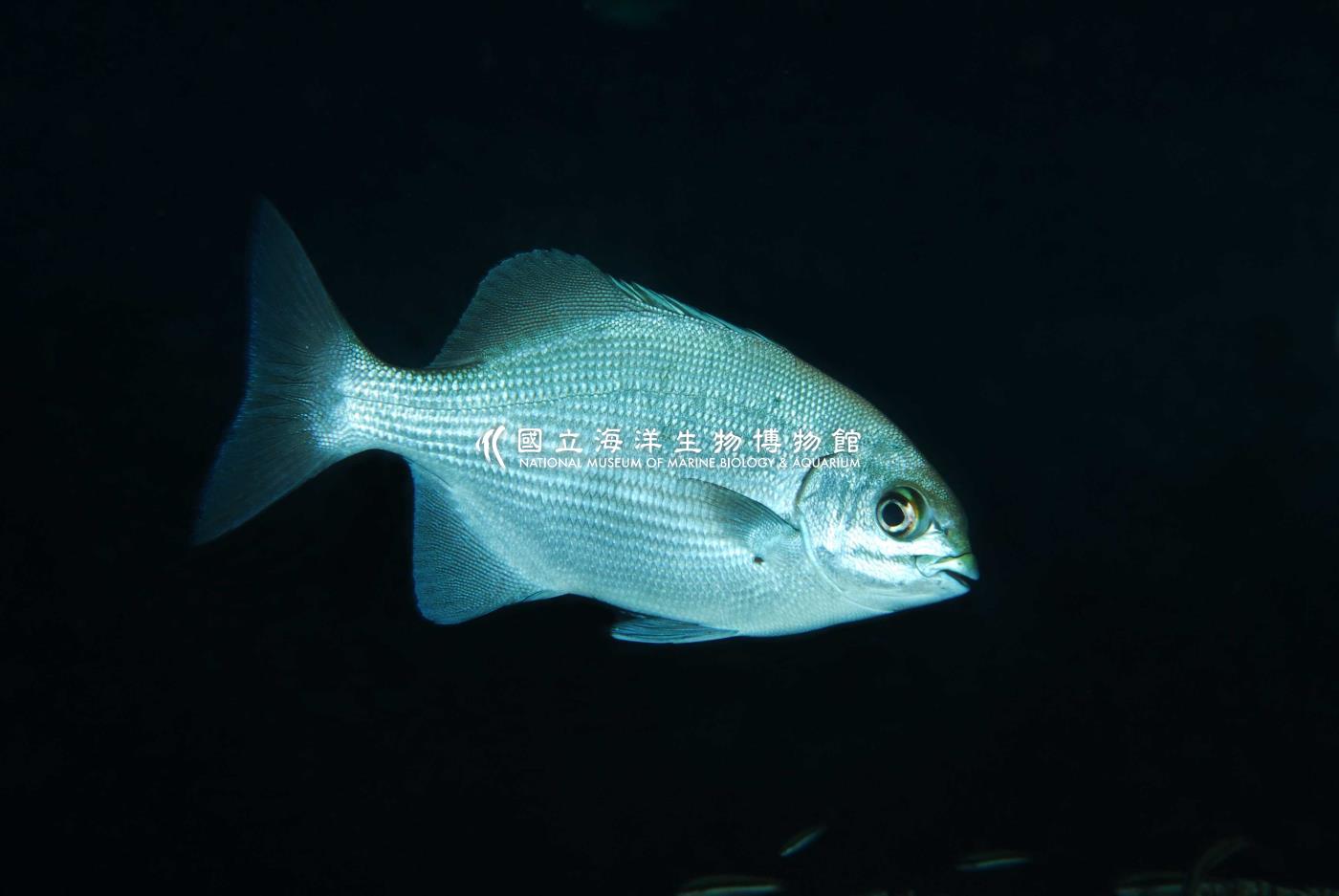 天竺舵魚