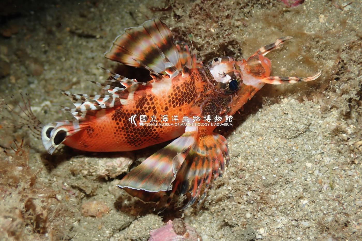 雙眼斑多臂蓑鮋